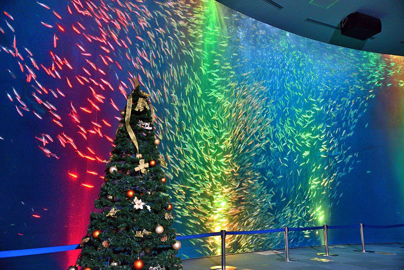 名古屋港水族館 クリスマス アクアリウムイベント　クリスマスイベント　魚イルミネーション