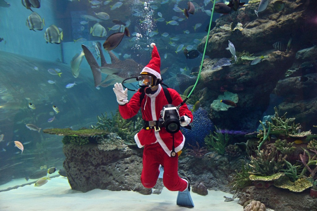 名古屋港水族館 クリスマス アクアリウムイベント　クリスマス　サンタダイバー